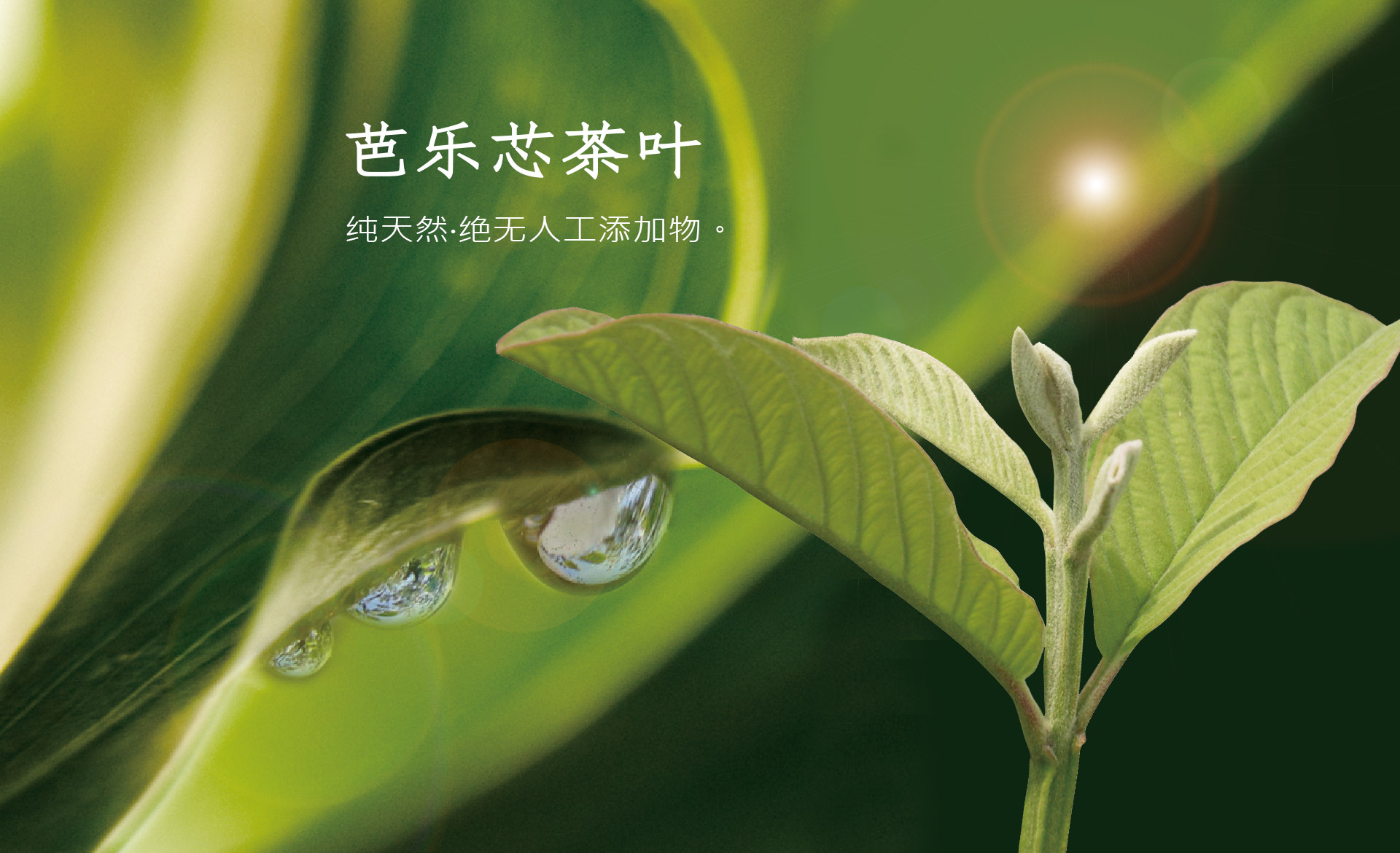 芭乐芯茶叶
