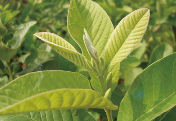 芭樂芯茶簡介